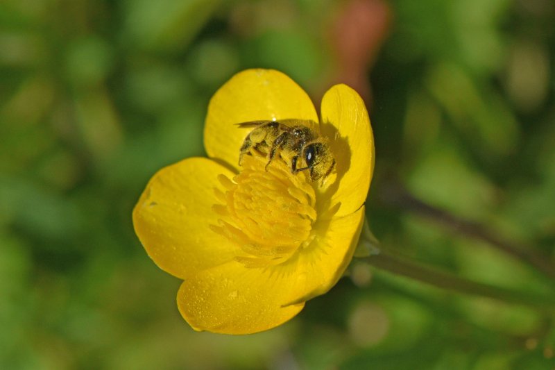 ABEILLE Poudrée d’or sur bouton d’or. 2024 ISABELLE TURBAN